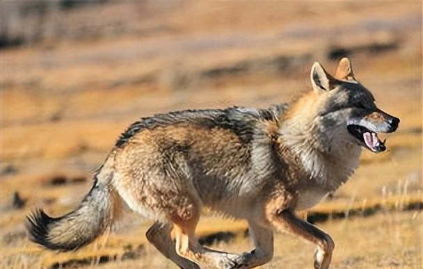 牧民救养一只受伤的狼,此狼却明里恭顺暗中引狼入室_巴图_妻子_声音