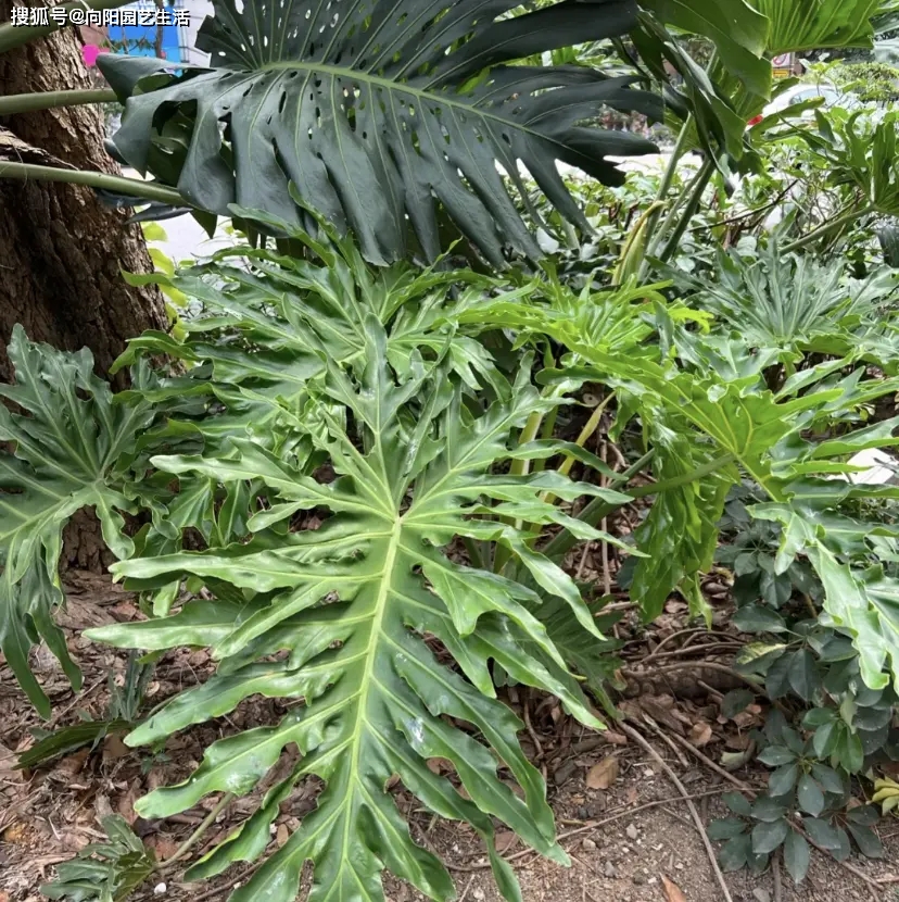 龙鳞春羽,比龟背竹好养,秋天买最合适,扎根更快!