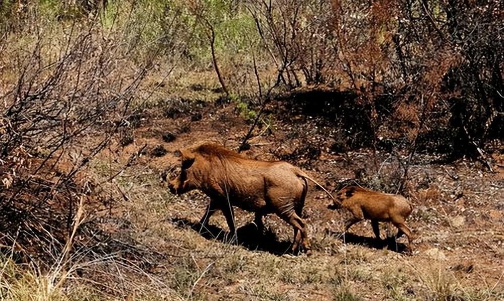对于这样的解释,村民们都吓坏了,他们没有想到野猪除了性情刚烈,居然