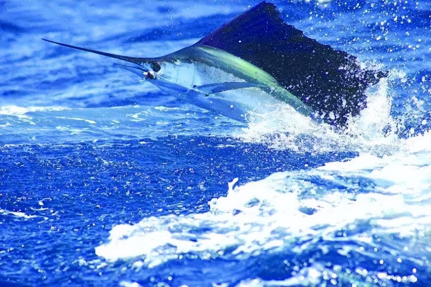 "从婴儿到海洋巨物:旗鱼的神奇成长之旅"_食物_身体_数量