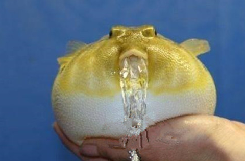 河豚的毒素到底有多毒呢?毒到日本有很长的一段时间都明令禁止吃河豚.