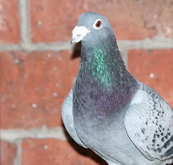 三,科学合理饲料调配,助力换羽工作圆满完成众所周知