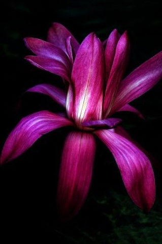 9月底开始,桃花可爱,摆脱旧情,终于被真爱选中的4大