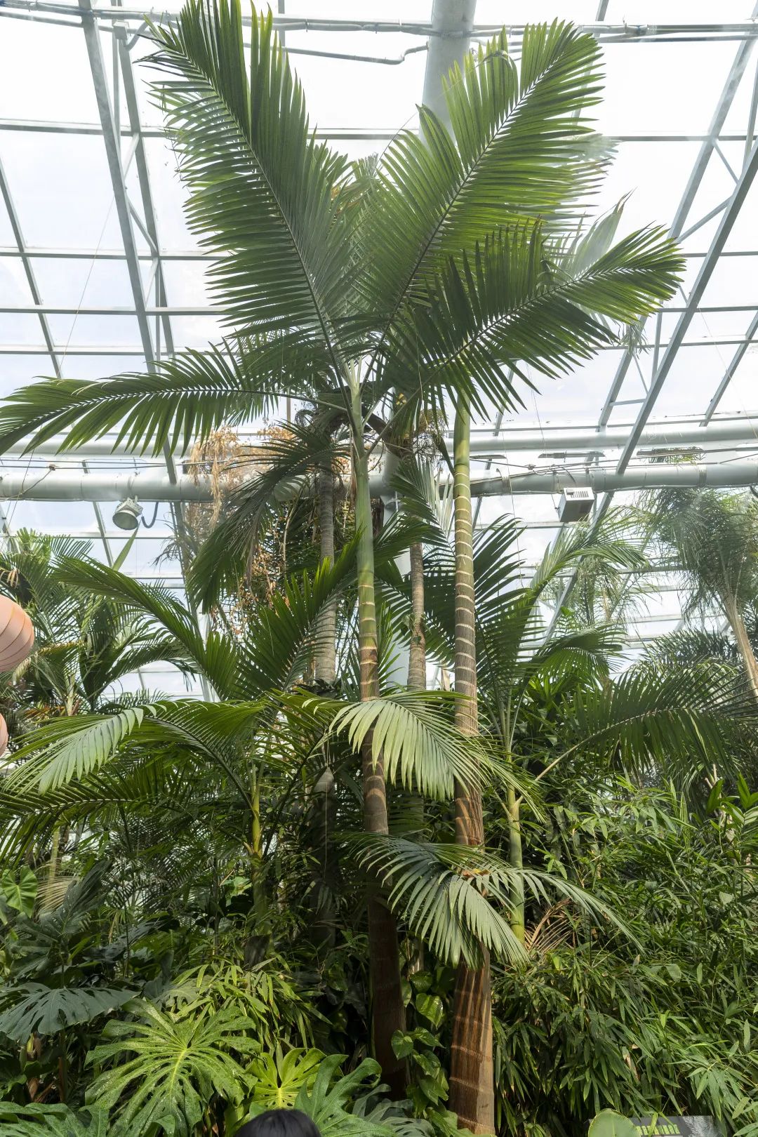 与植物对话感植物所感植物散发着无穷的魔力❂郑州植物园内温室