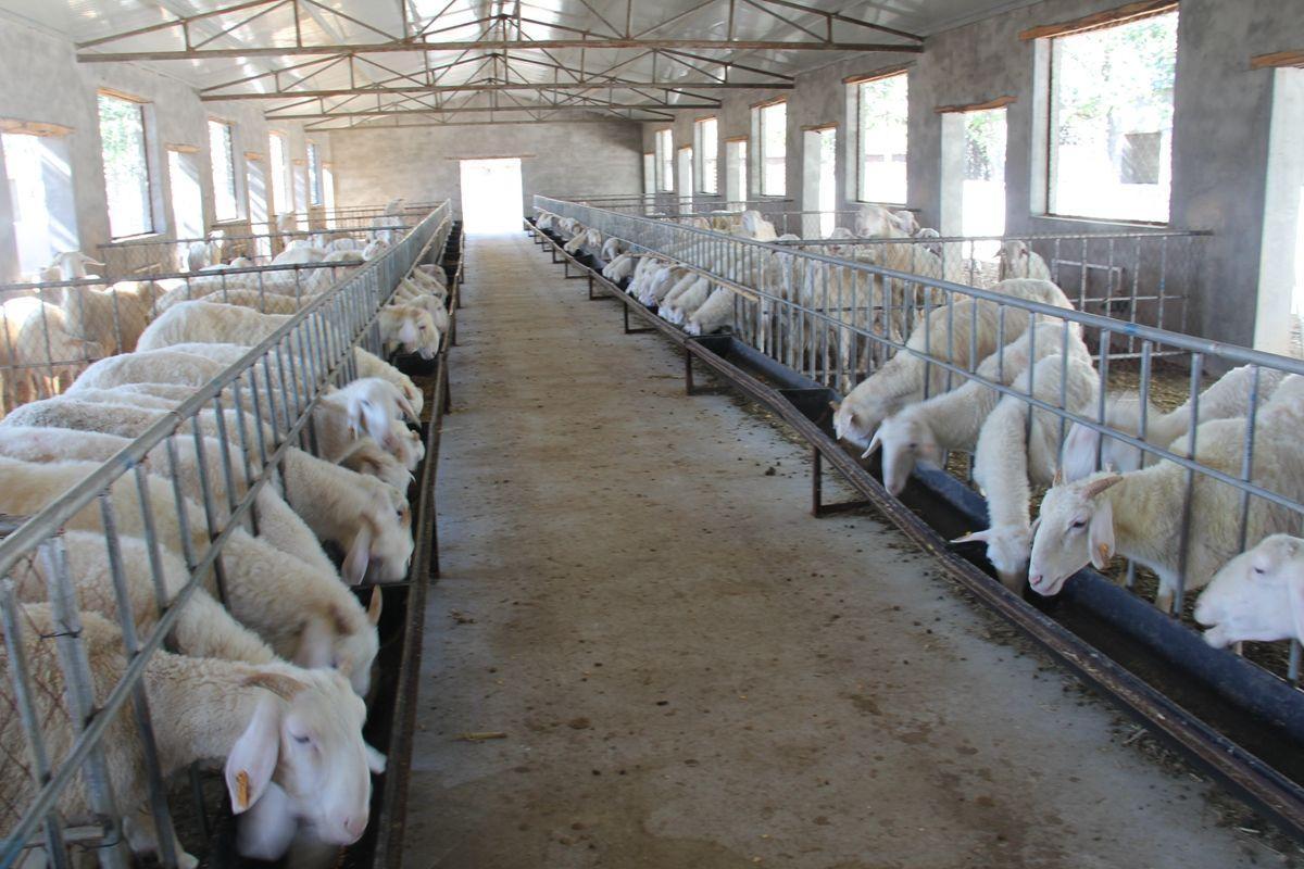 羊中暑怎么治疗效果最好?养羊人快收藏学习!_方法_补充_高温