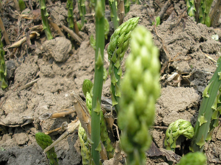 农村像猪毛的野草,成为世界的十大名菜之一,被称为"山菜之王"_龙须菜