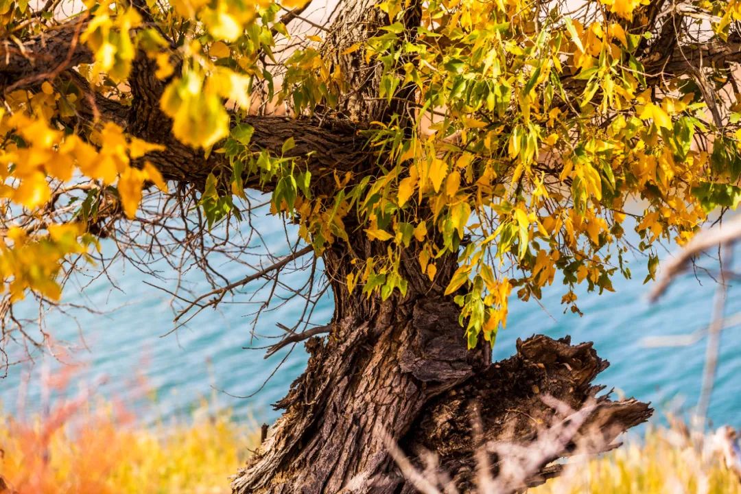 8公里)d7:外星谷——永泰古城(约450公里)d6:额济纳旗——张掖(约567.