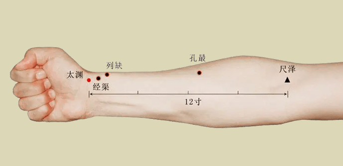 人体的十二正经之第一条经络——肺经(三)_治疗_穴位_气血