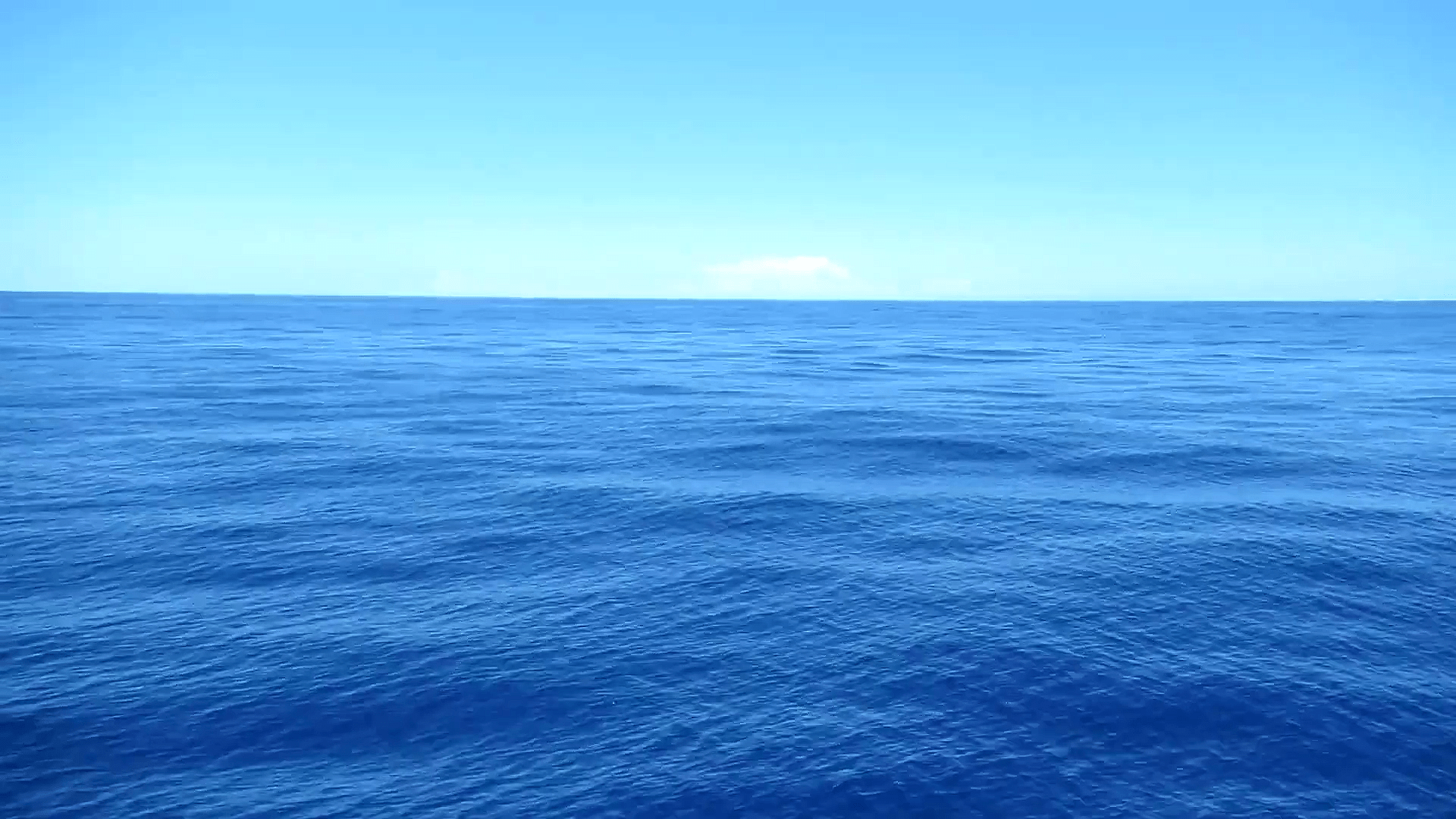 日本在深海2千米处,竟然发现巨型深海鱼,难道鱼类开始变异了?