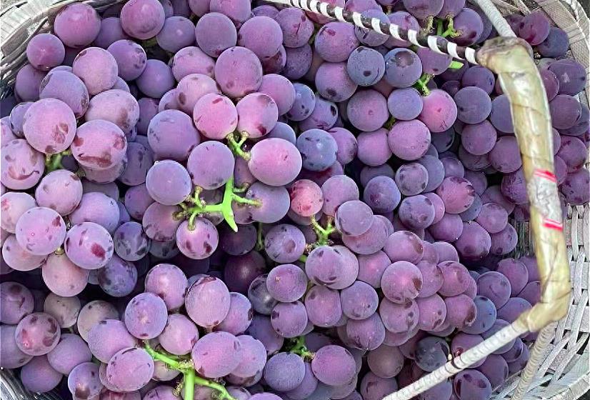 酸酸甜甜的,水分也足,营养又好吃,紫色的葡萄皮里花青素含量也很高
