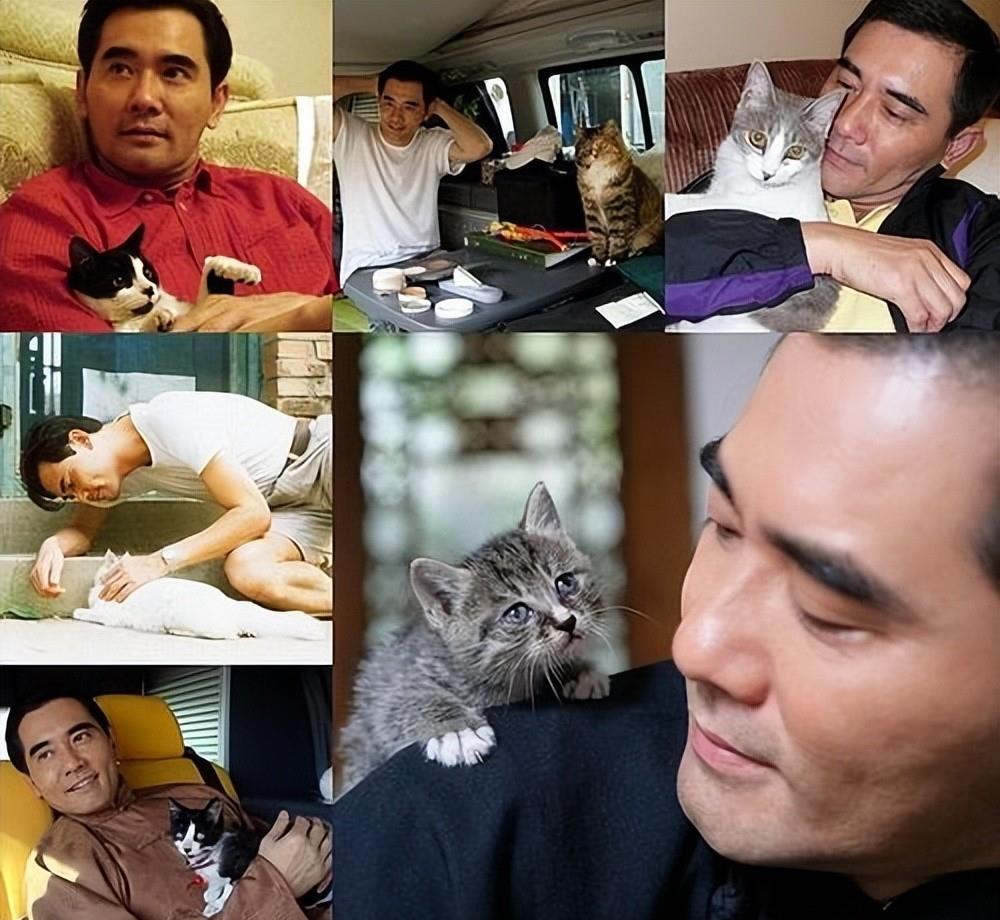 周迅,陈红对他一见倾心,一生未婚未育,如今63岁在乡下养猫种花_赵文瑄