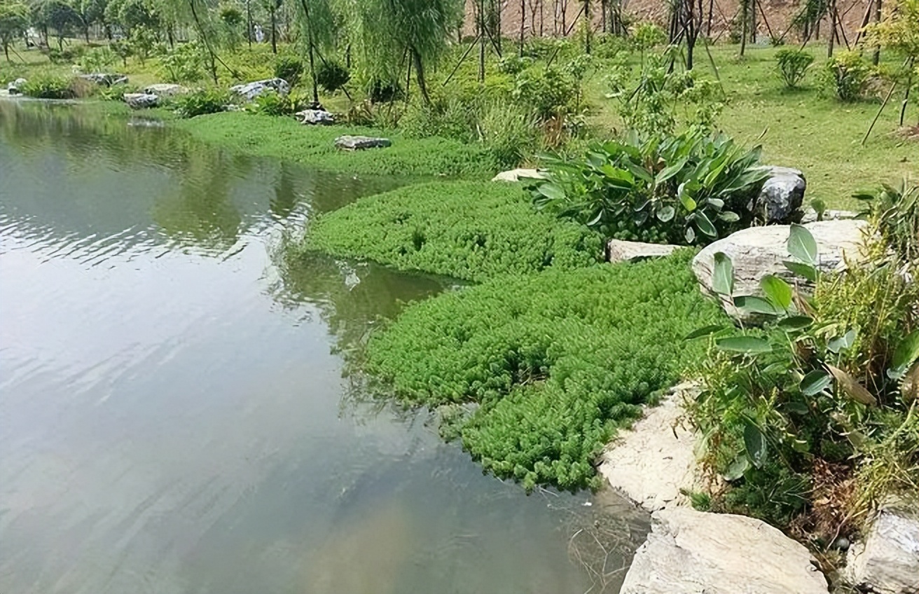 浅浅水,长悠悠——不可错过的校园景观水体设计_水景_空间_植物