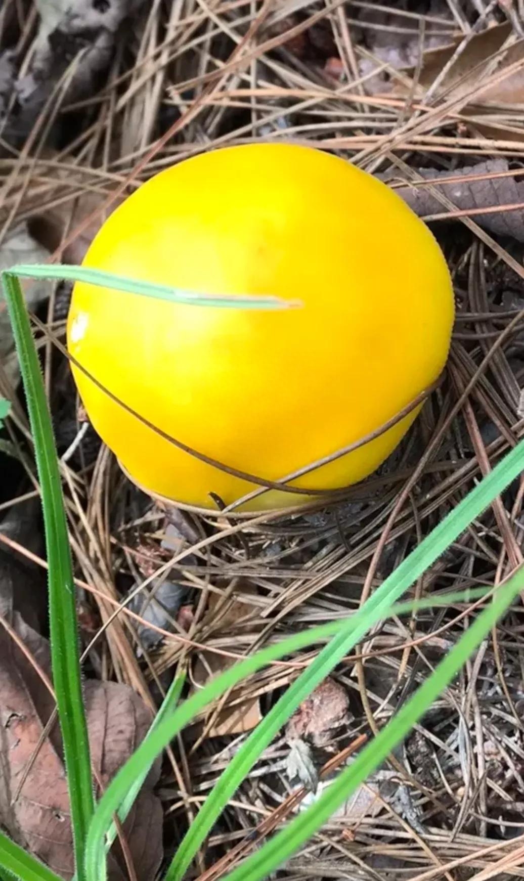 云南山林现金黄色亮眼野生菌 菌子浑圆宛如鸡蛋黄浓郁菌香弥漫_大山
