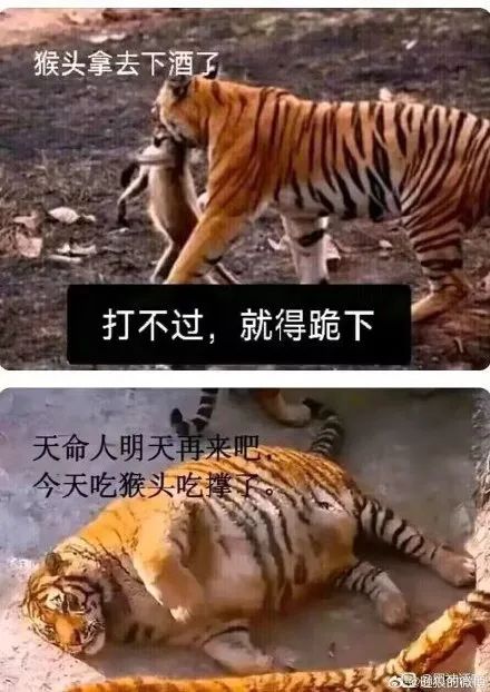 吧,今天下酒的猴有点多,虎先锋实在吃不下了,酒里全是猴头没有酒了