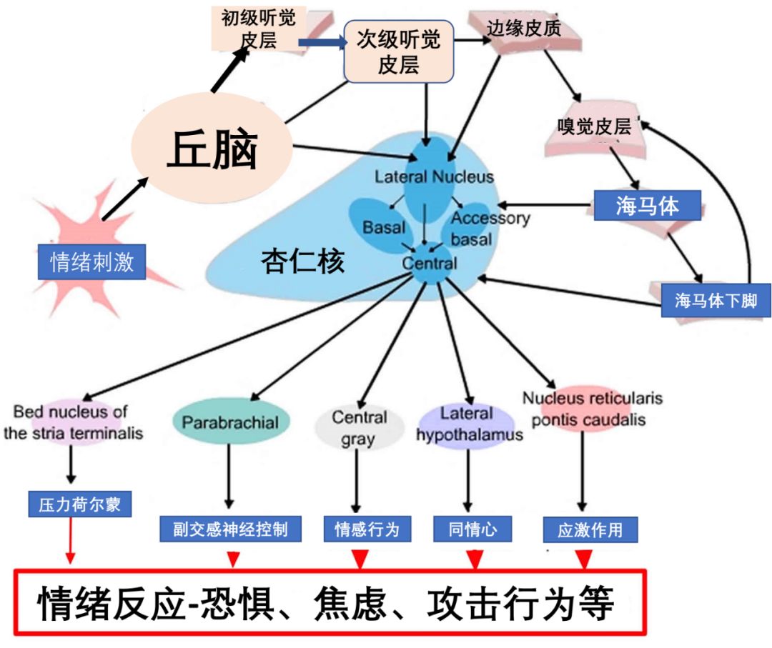 大脑边缘系统图片