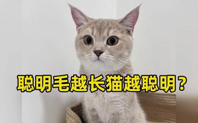 猫咪耳朵里长了“聪明毛”，智商就会高？