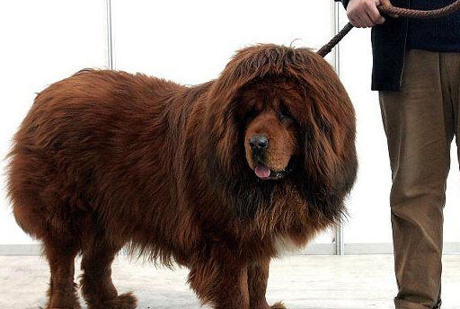 藏獒一生一个主人,藏獒会接受新主人吗?它需要多久认新主人?