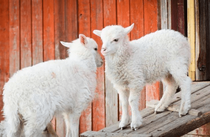 小羊出生当天的护理全过程?_脐带_奶水_因为