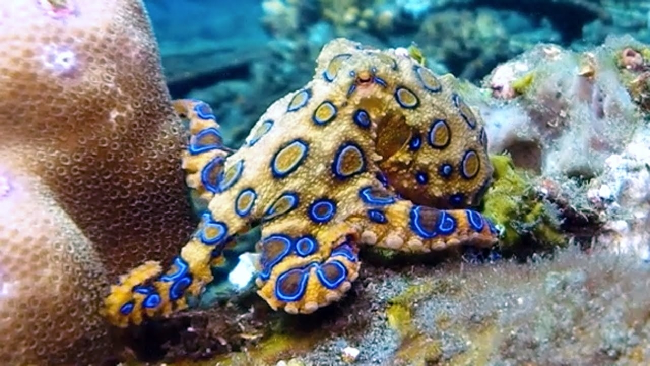 毒性50倍的蓝环章鱼能上餐桌吗?
