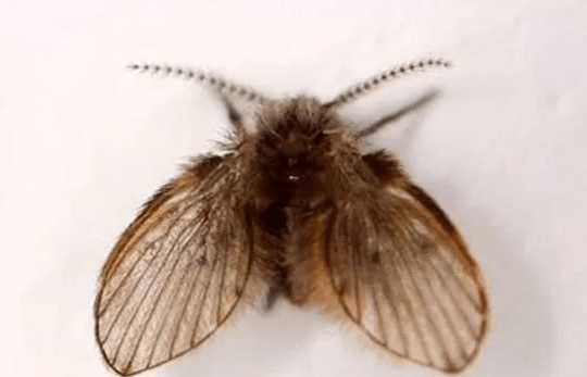 它竟然被称为下水道杀手——剽悍的蛾蠓_食物_虫卵_身体