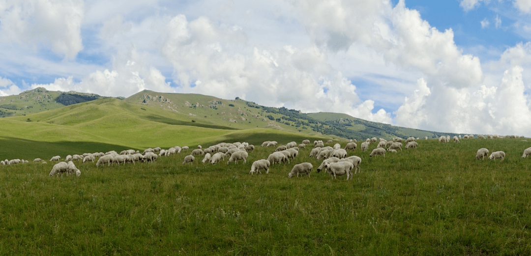 华捞汇甄选—内蒙草原羊直采