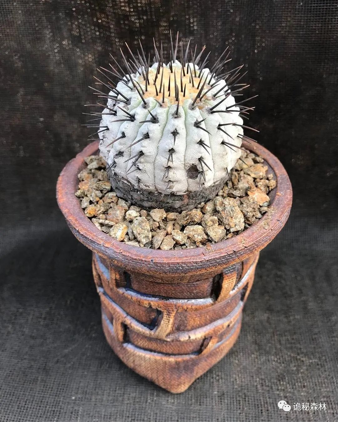 南美仙人球之王——龙爪球属copiapoa cinerea黑王丸_品种_阳光_球体