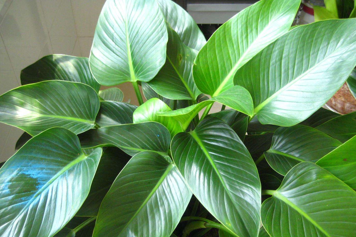 超级好养的4种家养植物,只要会浇水就能活_海棠花_叶片_君子兰