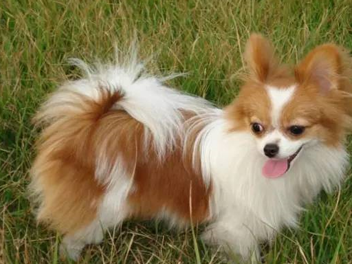 之前我们写文章科普过,哈巴狗是典型的国产宠物狗,他们非常适合来陪伴