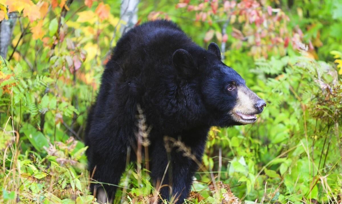 从清朝吉林进贡狗熊的线索,说说东北"黑瞎子"那些熊事儿_动物_因为