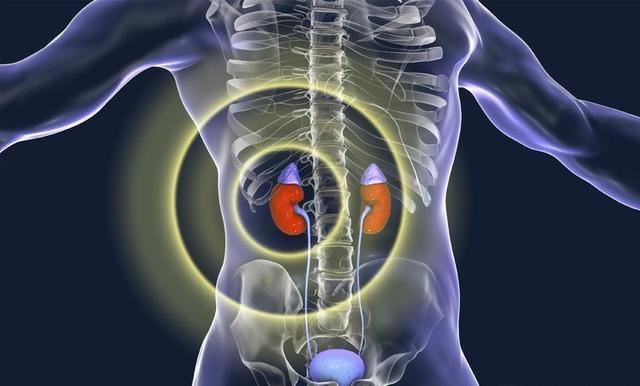 男性的睾丸从40岁开始萎缩,生殖器官的勃起长度会缩小2-3厘米;人体的