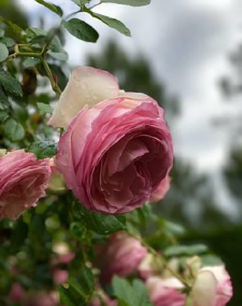 简短而深刻的情感句子，优美有内涵，每句话都描述着人生