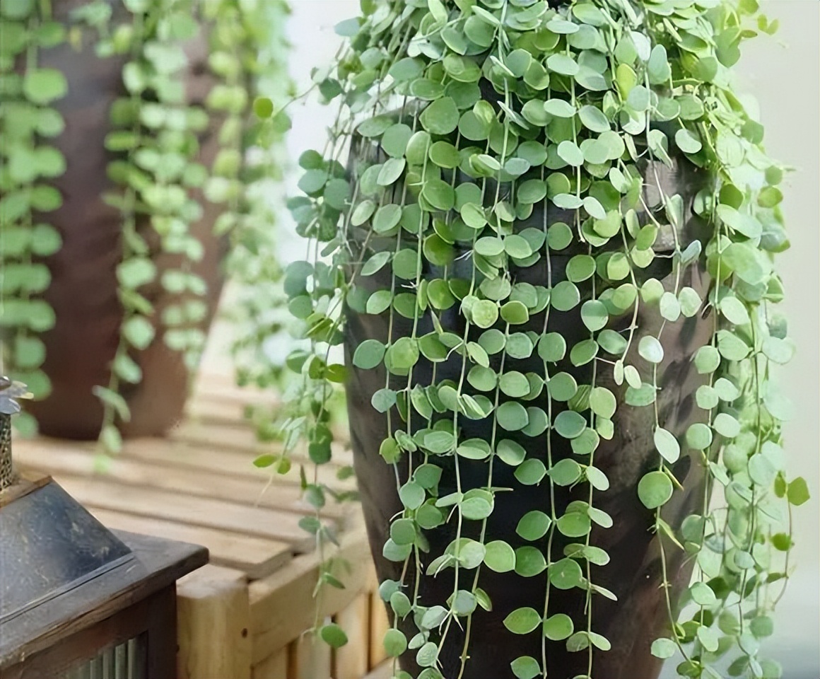 金钱草蕨类秋海棠花叶络石彩叶草庭院植物墙是一种由室内拓展到室外的