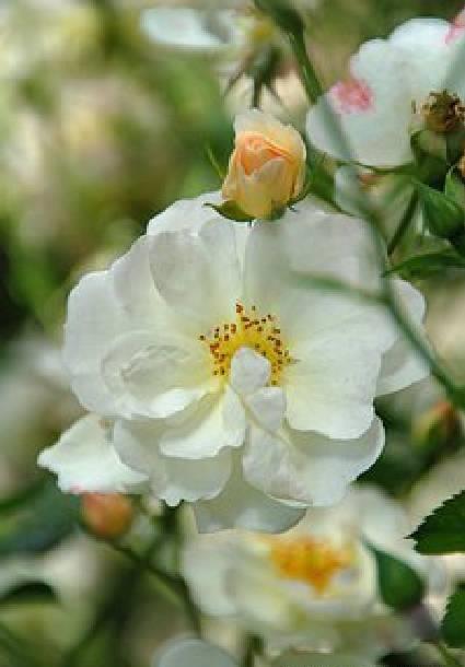 简短而深刻的情感句子，优美有内涵，每句话都描述着人生