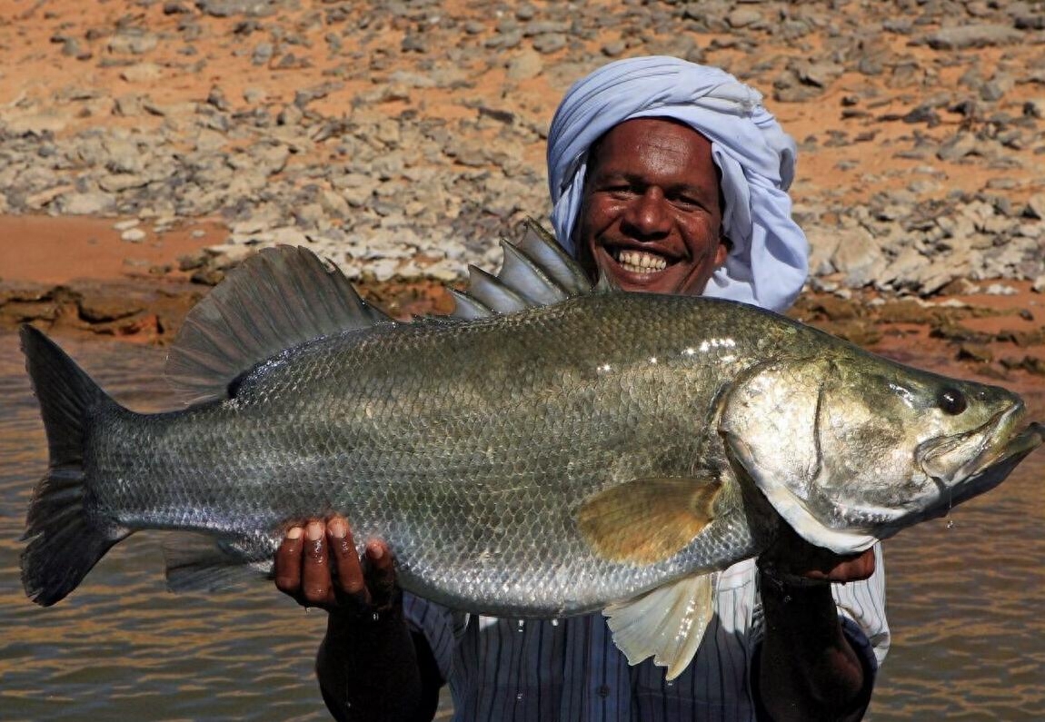 发现:尼罗河中的生态平衡之谜,光怪陆离生物群_动物_是一种_肺鱼