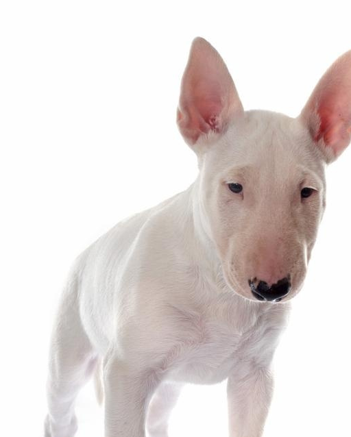 你知道网红和"孙红雷脸"狗的名字吗?_症状_治疗_新品种