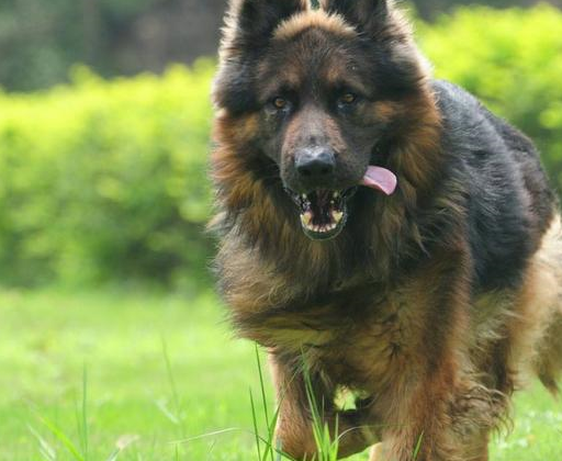 短毛德牧和长毛德牧,你更喜欢哪个?_牧羊犬_狗狗_德国