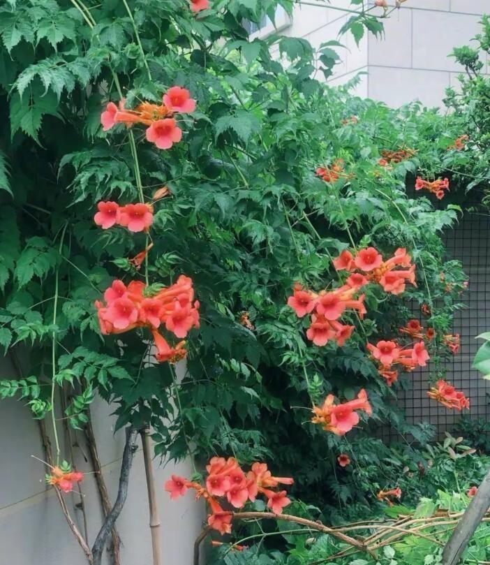 为了这些花,她用了很长的时间筹备,感觉她现在就像是娱乐圈的"李子柒