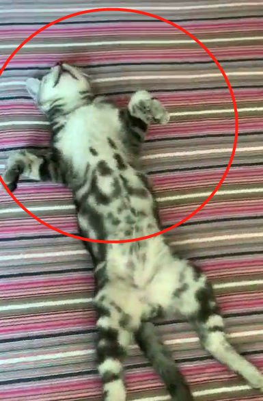 进门看到猫咪奇葩姿势，这是累瘫了吗？猫：不，人家在修行！
