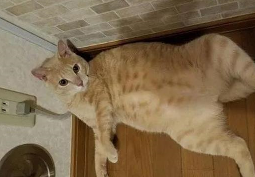 主人将瘦小橘猫交给奶奶,不想短短三个月,“橘猪”已收获啤酒肚 主人将瘦小橘猫交给奶奶,不想短短三个月,“橘猪”已收获啤酒肚