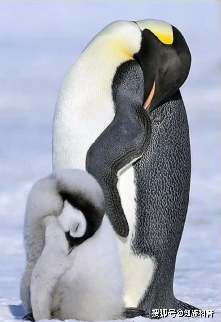 18张活久未见动物睡觉姿势图,小心看久了你也会睡着!