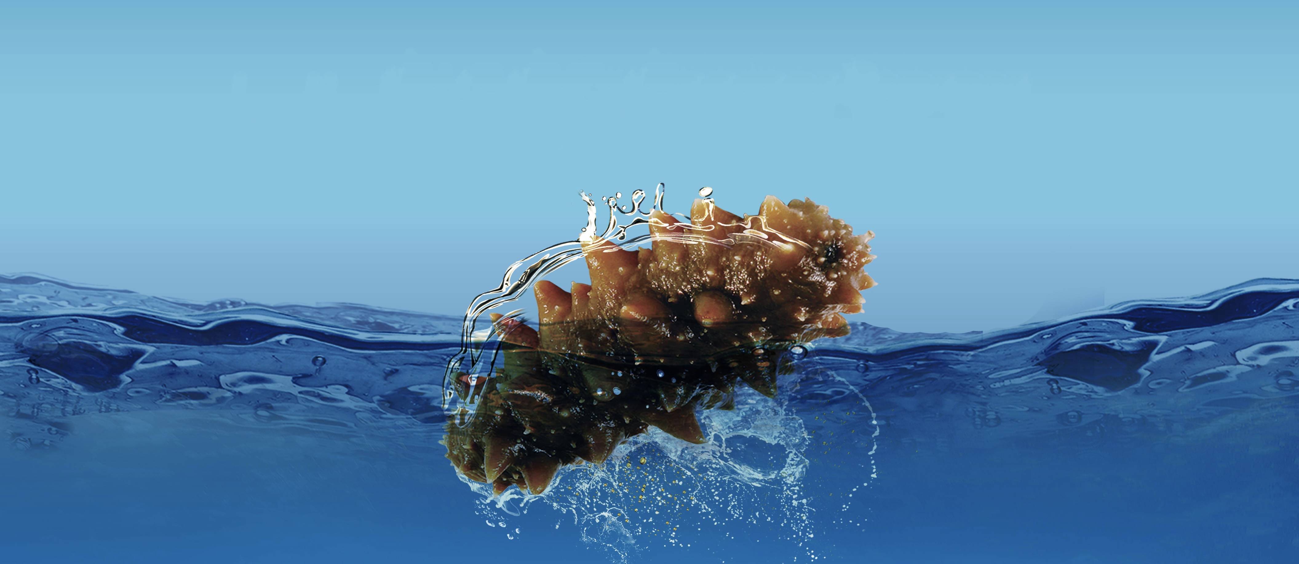 海参 纯净水=老尹家即食海参_海洋_消费者_美味