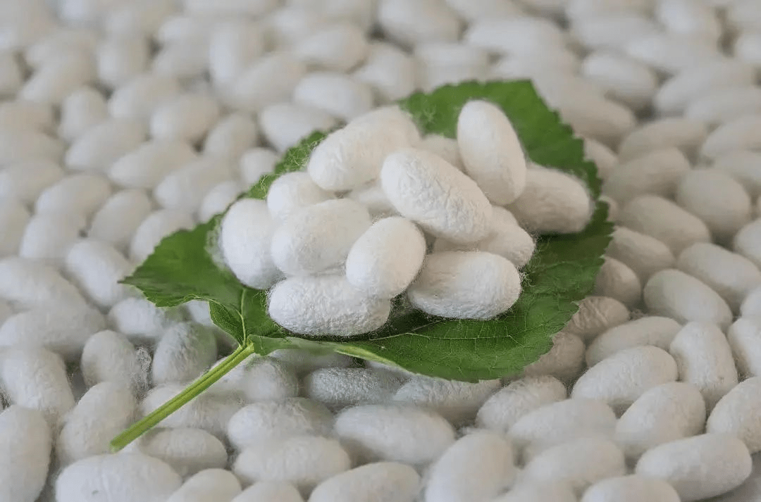 宜州丝绸|一颗蚕茧一缕蚕丝织就中国丝绸新都核心区_茧丝_产业链_河池