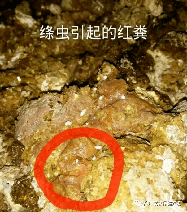 蛲虫图片大便图片