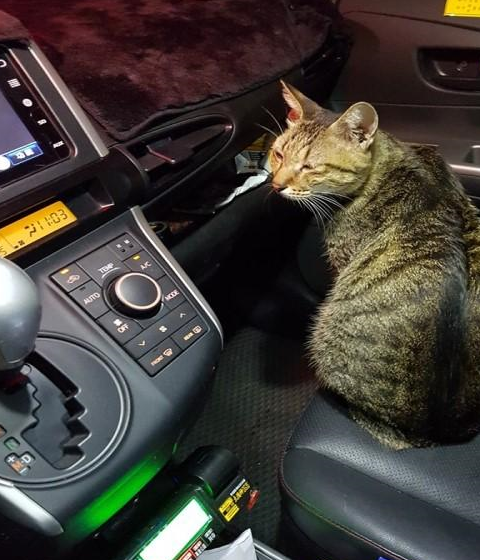 看到这辆计程车的人都会首先被这表情包吸引了目光