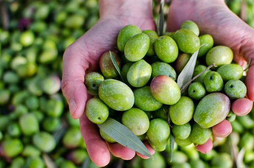 白榄 来自搜狐网