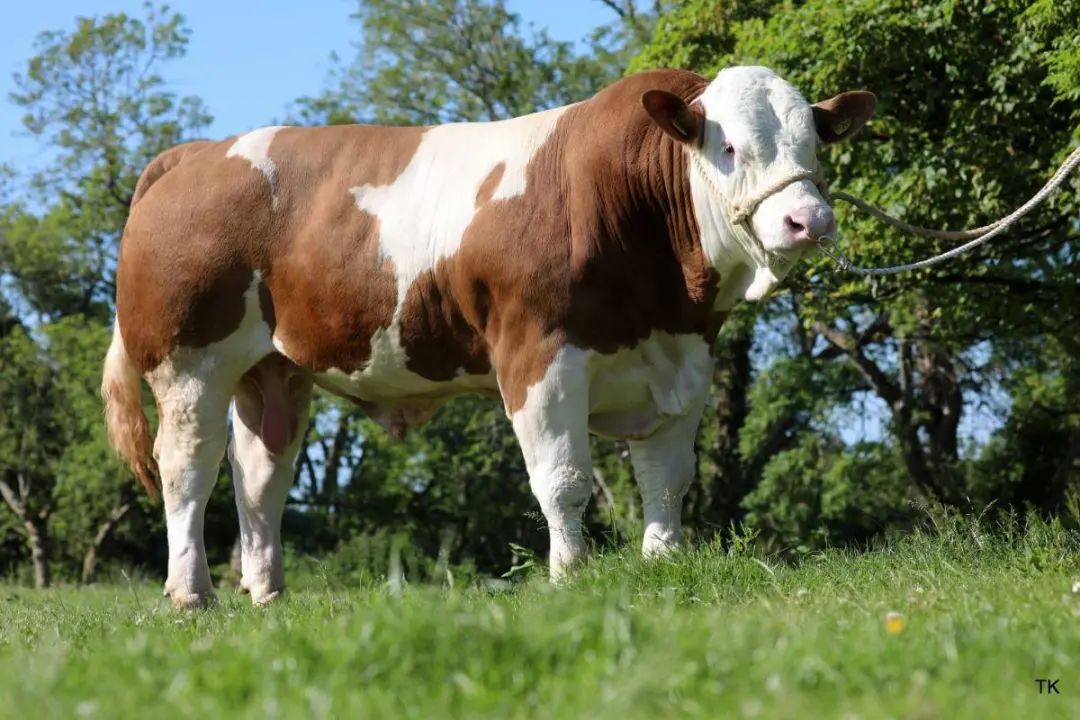 【纽勤干货】中国肉牛加速遗传进展的新工具—纽勤肉牛基因检测_ig
