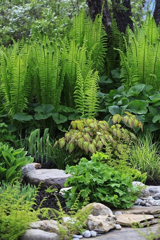 论刚柔并济的蕨类植物和庭院的适配度_草本植物_造景_部分