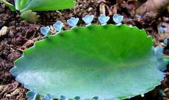 在家"克隆"这种植物,随便"剪"一片叶子,不花钱就能爆一盆!