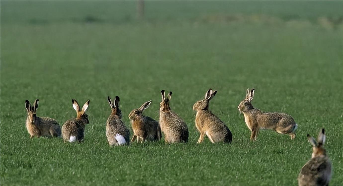 澳洲人兔大战:20只兔子50年增长到180亿,轰炸机,毒气弹不顶用