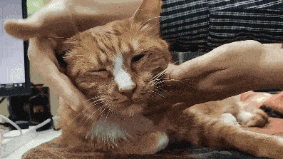 猫咪_互动_油管